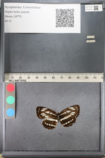 Media type: image;   Entomology 146135